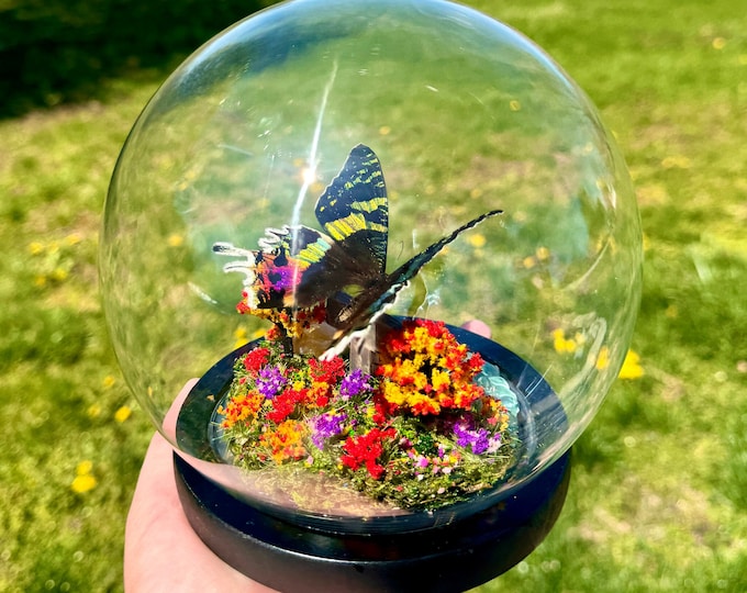 Real Sunset Moth In Glass Dome/Diorama With Natural Citrine Crystal Chrysiridia Rhipheus Butterfly