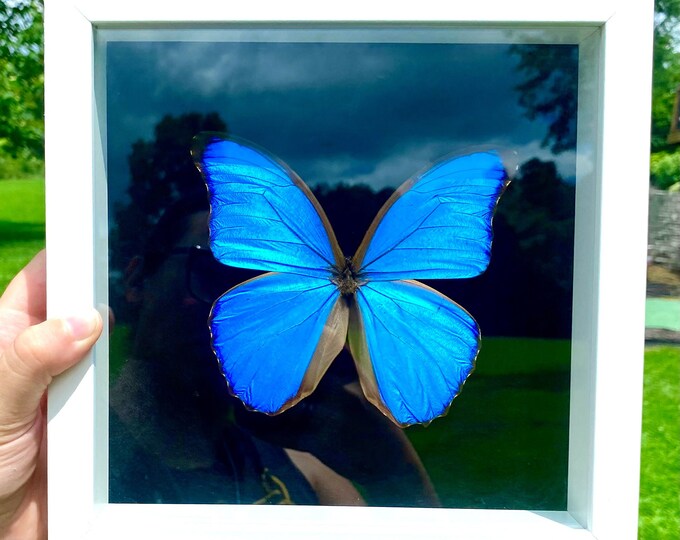 Real Giant Blue Morpho Didius Framed Butterfly Specimen Preserved White Wood Frame