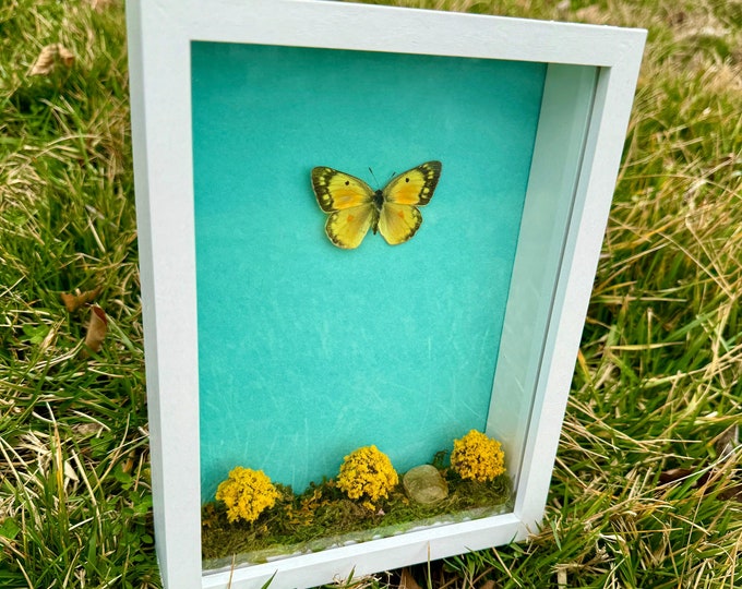 Real Clouded Sulphur Framed Butterfly Nature Diorama Shadowbox Natural Citrine Crystal
