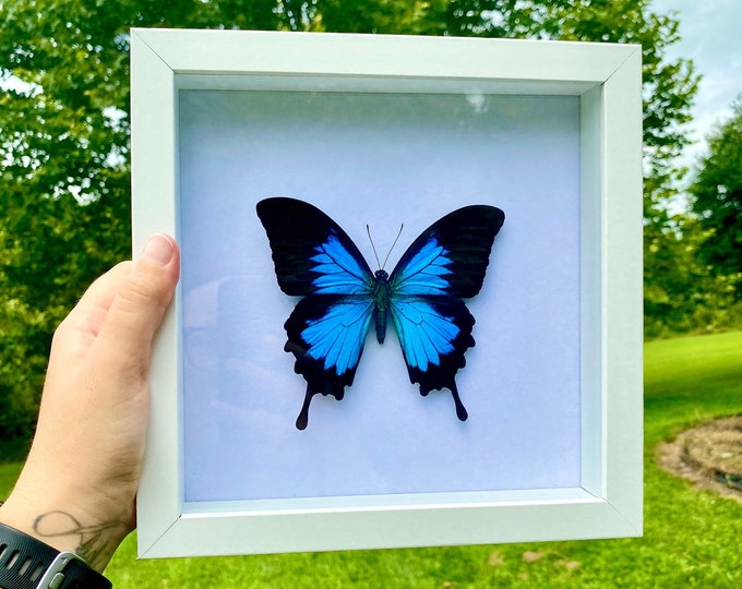 Real Blue Mountain Swallowtail Framed Butterfly Specimen Preserved White Frame Papilio Ulysses