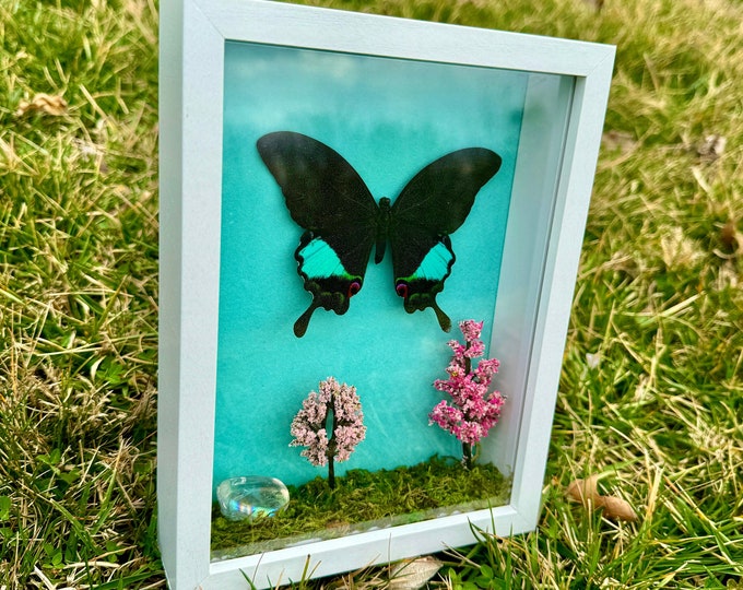 Real Rainbow Swallowtail Framed Butterfly Nature Diorama Shadowbox Angel Aura Quartz Crystal Papilio Karna