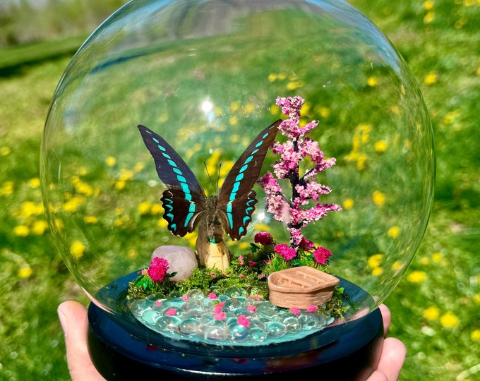 Real Milons Swallowtail Butterfly In Glass Dome/Diorama With Natural Rose Quartz Crystal