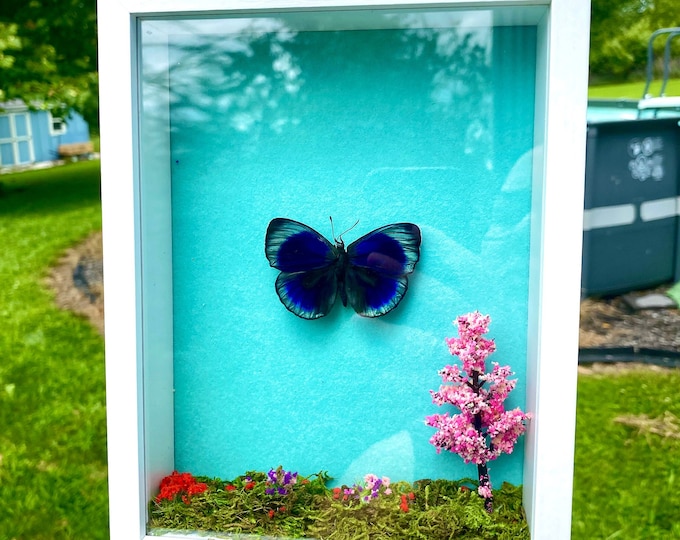 Real Leprieur's glory Framed Butterfly Nature Diorama Shadowbox Natural Tree Moss Agate Crystal Asterope Leprieuri
