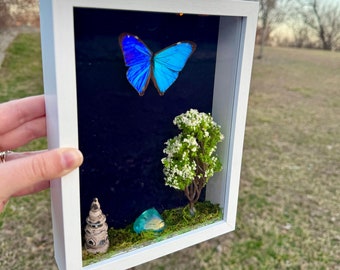 Real Morpho Aega Framed Butterfly Nature Diorama Shadowbox Aqua Aura Quartz Crystal