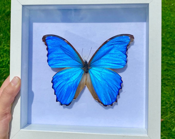 Real Giant Blue Morpho Godarti Framed Butterfly Specimen Preserved White Wood Frame