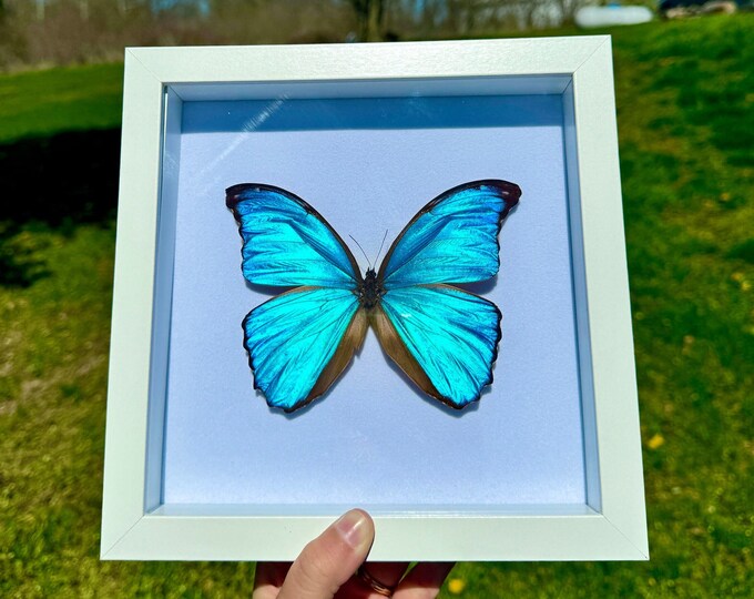 Real Giant Blue Morpho Didius Framed Butterfly Specimen Preserved White Wood Frame