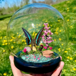 Real Milons Swallowtail Butterfly In Glass Dome/Diorama With Natural Rose Quartz Crystal