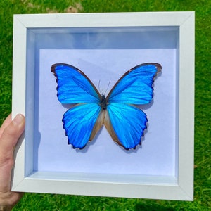 Real Giant Blue Morpho Godarti Framed Butterfly Specimen Preserved White Wood Frame