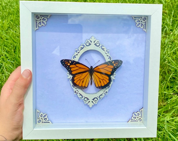 Real Monarch Framed Butterfly Specimen Preserved White Wood Frame