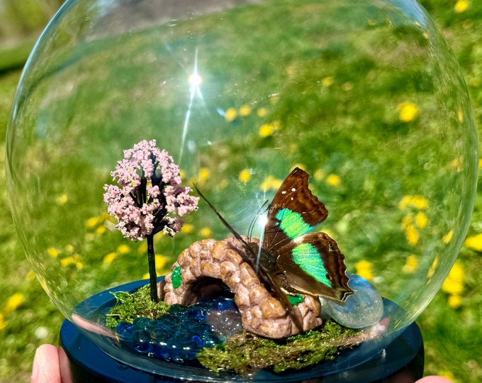Real Sparkling Cherub Butterfly In Glass Dome/Diorama With Angel Aura Quartz Crystal Turquoise Emperor