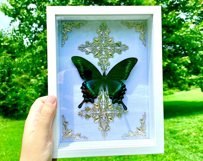 Real Alpine Black Swallowtail Framed Butterfly Specimen Preserved White Wood Frame (Papilio Maackii) Gothic Style
