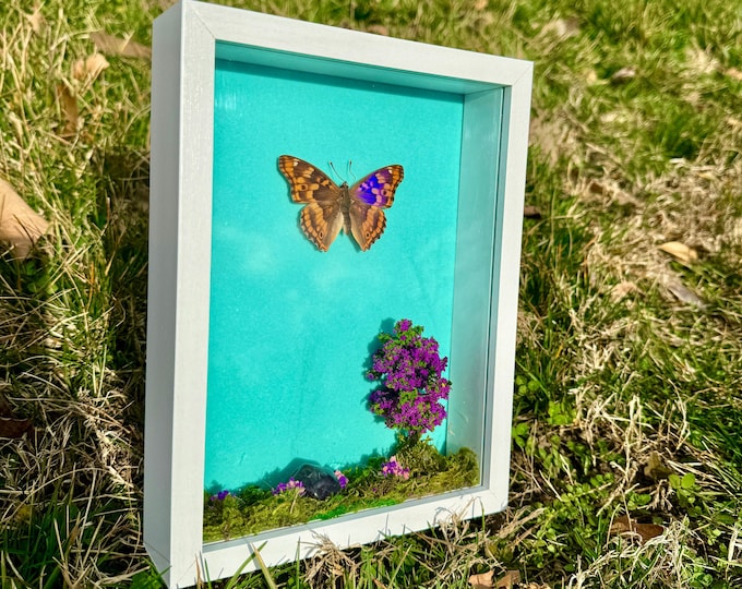 Real Purple Emperor Framed Butterfly Nature Diorama Shadowbox Natural Amethyst Crystal