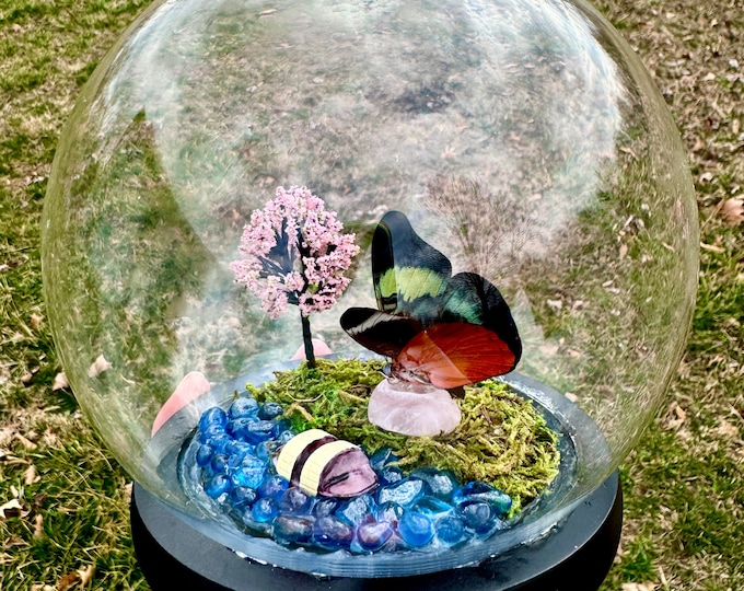 Real Butterfly In Glass Dome/Red Flasher Diorama With Natural Rose Quartz Crystal Panacea Prola Beauty