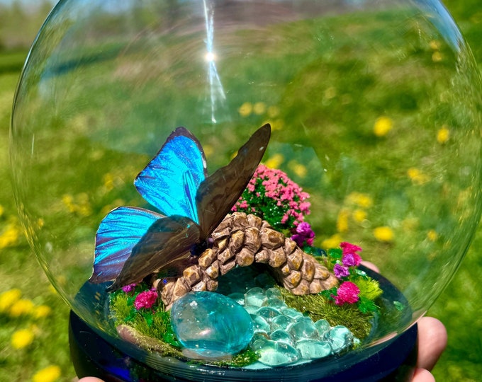 Real Butterfly In Glass Dome/Blue Morpho Aega Diorama With Aqua Aura Quartz Crystal