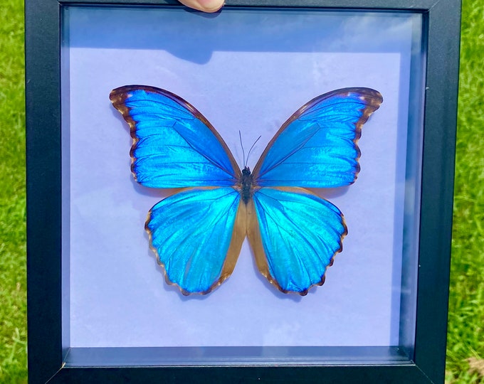 Real Giant Blue Morpho Godarti Framed Butterfly Specimen Preserved Black Wood Frame