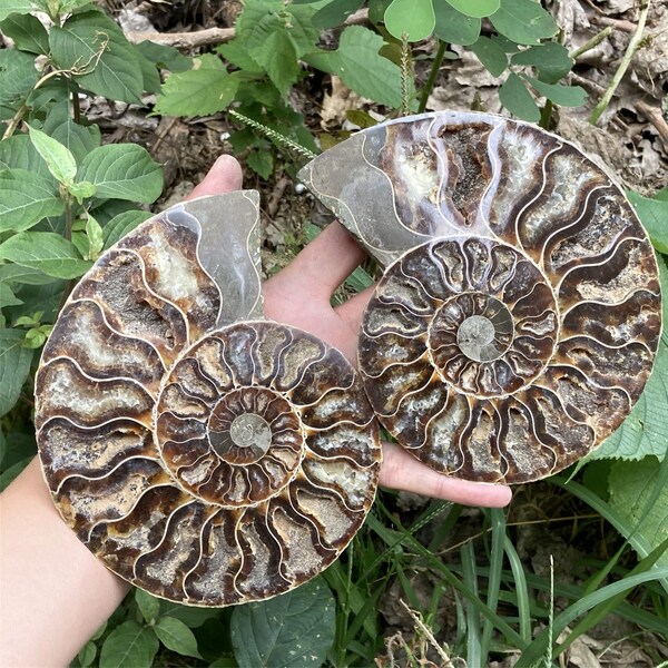 400G-500G  A Pair Natural Rare Ammonite Fossil Conch,Quartz Crystal Fossil,Fossil Specimen,Home Decoration, Reiki Heal,From Madagascar