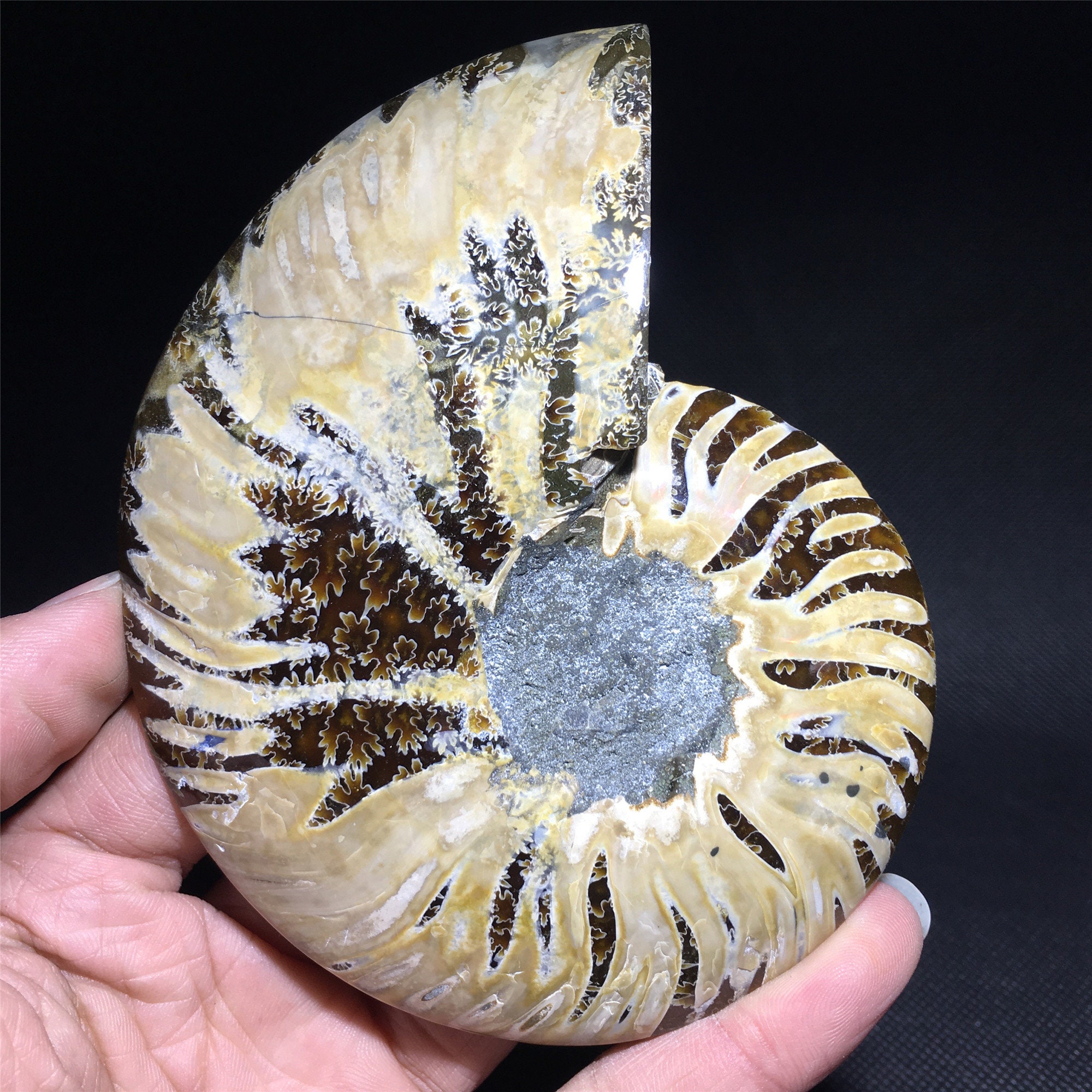 200G 1pc Natural Rare Ammonite Fossil Conch Quartz Crystal - Etsy