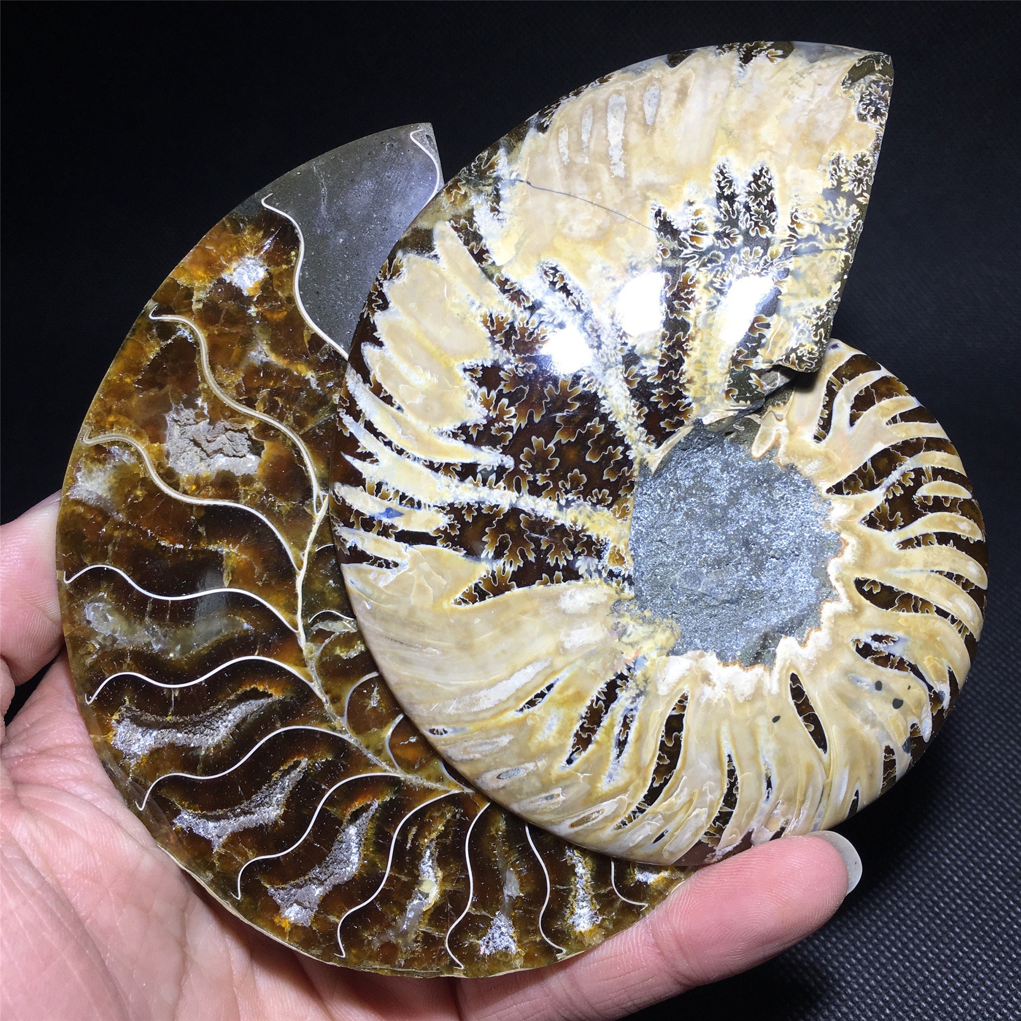 200G 1pc Natural Rare Ammonite Fossil Conch quartz Crystal | Etsy