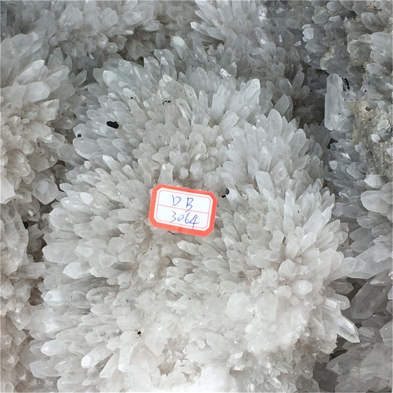 242LB Natural Chrysanthemum Stone Cluster BIG Clear Quartz Etsy