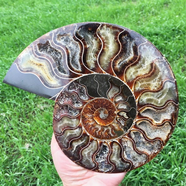 Ammonite Fossil - Etsy