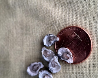 1:12 Scale Miniature Raw Oysters