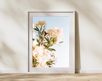 White Flower Photograph, Spring Catalonia Floral Art (Digital Download)