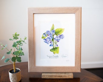 Molly Suzanne Co / Impresión botánica de Virginia Bluebell / 8x10 pulgadas