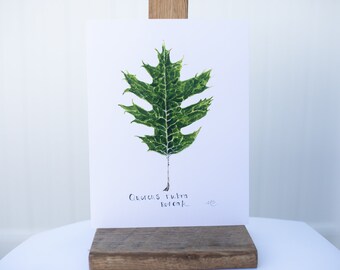 Molly Suzanne Co | Red Oak Botanical Print | 8x10