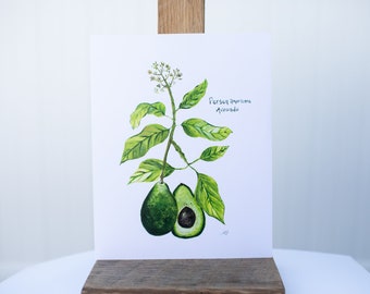 Molly Suzanne Co | Avocado Botanical Print | 8x10