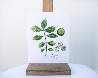 Molly Suzanne Co | Walnut Botanical Print | 8x10