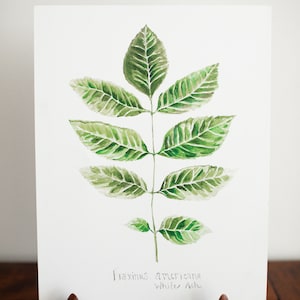 White Ash Print
