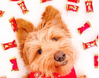 Lunar New Year Hundehalstücher | Chinesisches Neujahrsfest Haustier-Bandana