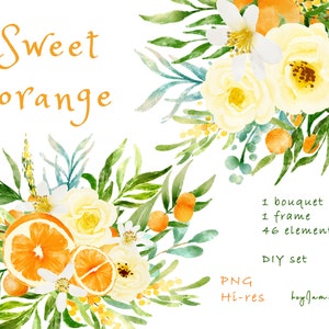 Watercolor Orange Clipart,  Fruit Citrus orange ClipArt, FREE COMMERCIAL use, fruit clipart, orange decor, orange bouquet PNG, summer fruit