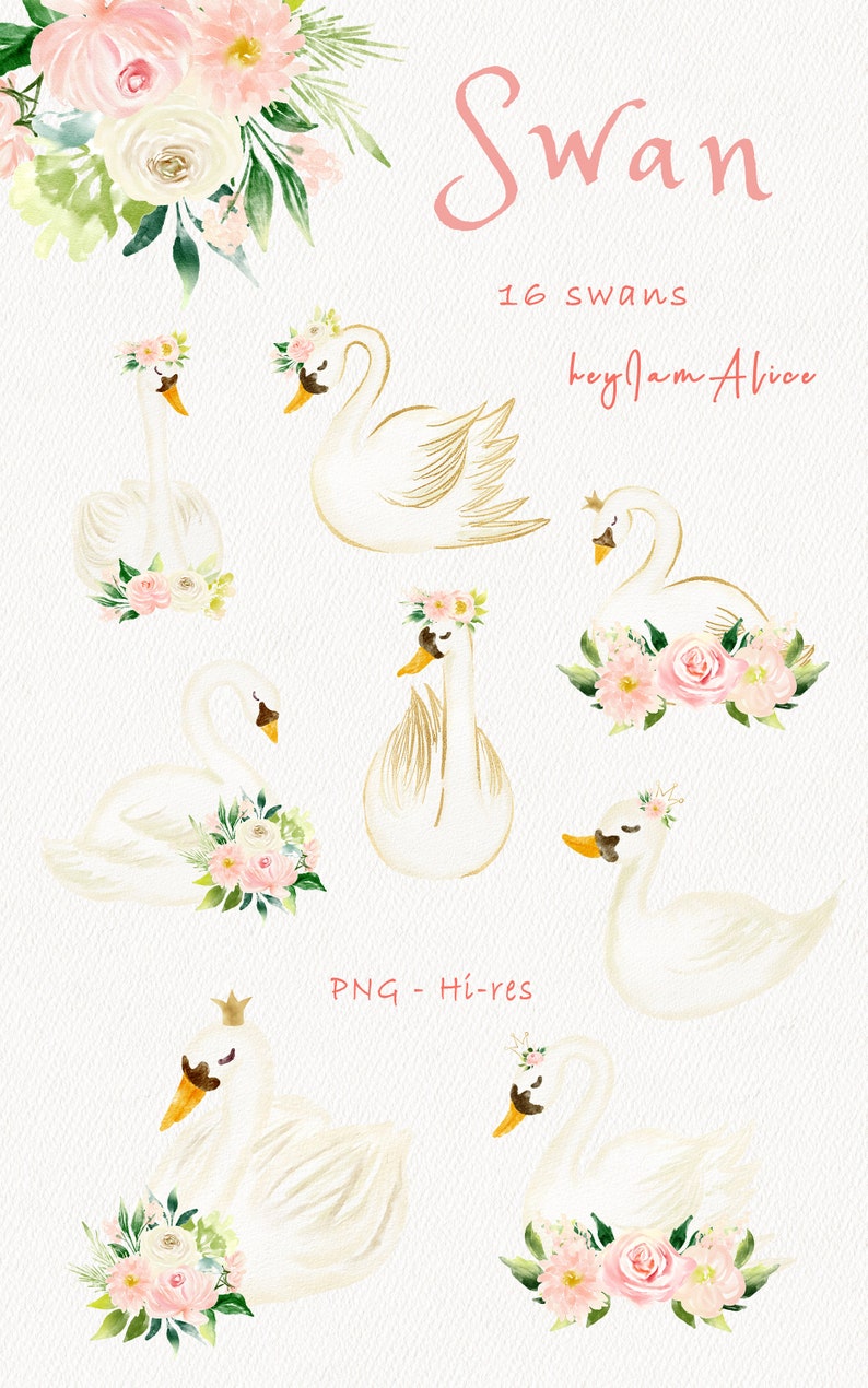 May include: A set of 16 watercolor illustrations of white swans with floral crowns and pink flowers. The text "Swan" and "16 swans" is written in pink. The text "hey! I am Alice" is written in pink. The text "PNG - Hi-res" is written in black.