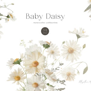 DAISY Blumen Aquarell Clipart, weiß gelb floral, kommerzielle Nutzung, Gänseblümchenrahmen, Kamille Blume Clipart, Sonnenblumen Gänseblümchen Grafik