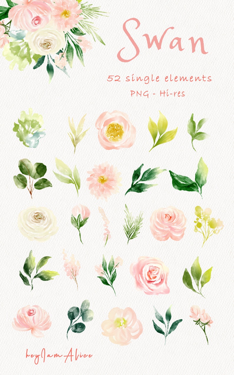 May include: A set of 52 watercolor illustrations of pink and white flowers and green leaves. The illustrations are labeled "Swan 52 single elements PNG - Hi-res" and "keylam Alice".