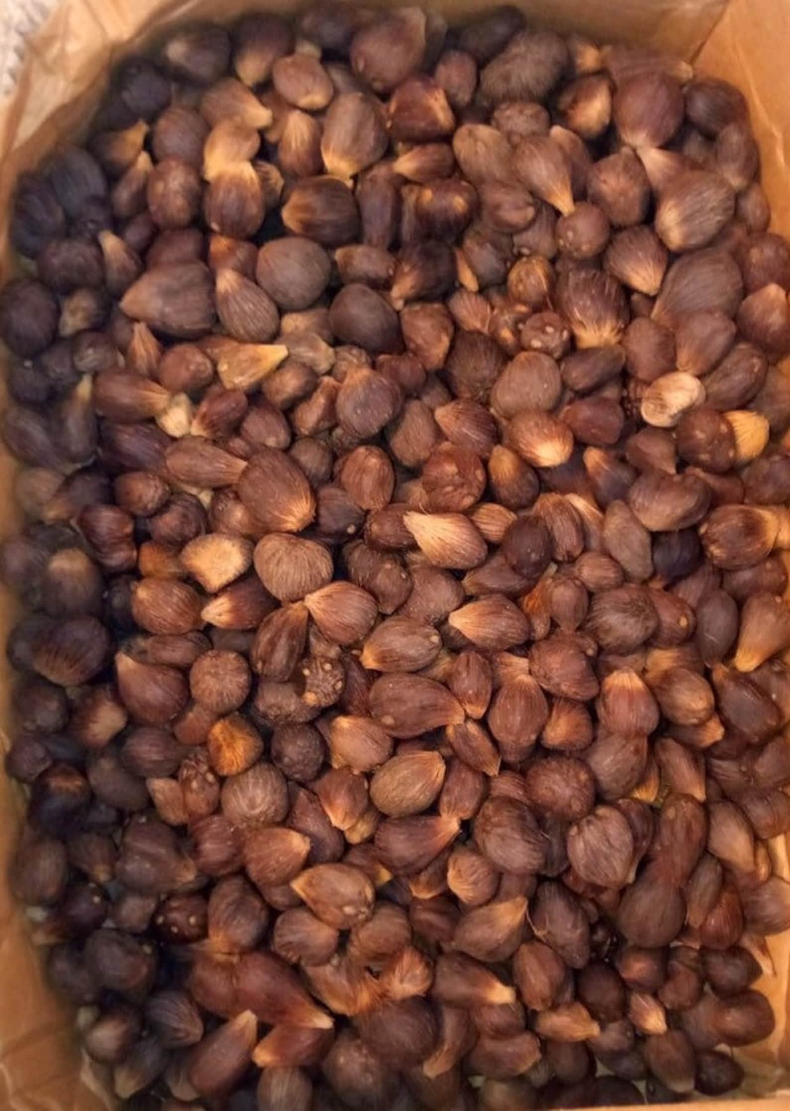 21 Ikines 4 eyes Ifa African Palm Nuts Etsy