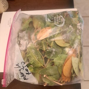 May include: A clear plastic bag filled with green and brown leaves. The bag has a red zipper closure and handwritten text that reads "Maary Le Roto". The bag also has printed text that says "Stand & Fill".
