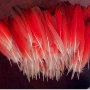 Ikode, odidere  African grey parrot tail feathers. (Sold individually not as a bundle.)