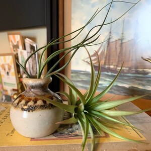 May include: A small, beige ceramic vase with a brown patterned band holds several air plants with long, green, curly leaves. Another air plant with spiky green and tan leaves rests beside the vase. The background includes a framed nautical print.