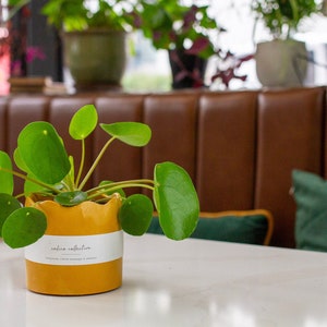 Jesmonite Wave Planter