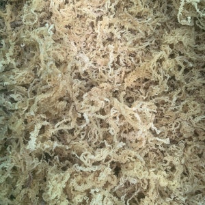 Golden Sea Moss / St. Lucian Raw Wildcrafted 50g / 150g