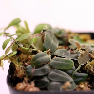 Marcgravia umbellata  (RARE) | Terrarium Plant | Lightly rooted  cuttings in moss