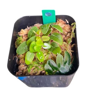 Lightly Rooted Marcgravia  Umbellata Cuttings – Rare & Climbing Beauty