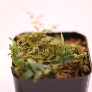 Marcgravia red umbellata (RARE) | Terrarium Plant | lightly rooted cuttings