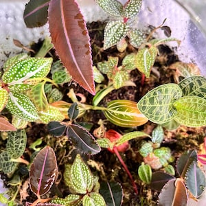 2” Premium and Rare Terrarium Plants  | Sonerila, Marcgravia, Piper, Jewel Orchids and More!
