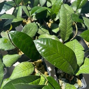 Hoya Agusen Rare Wax Plant – Easy-Care Tropical Vining Houseplant – Rooted Live Plant for Collectors – Exotic Indoor Plant Gift