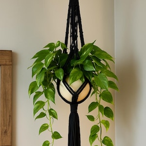 May include: A black macrame plant hanger with a cream-colored pot holding a green leafy plant. The plant's vines cascade down, creating a visually appealing display. The hanger is suspended from the ceiling, adding a touch of bohemian style to the space.