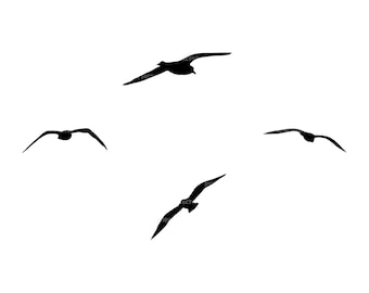 Vliegende zeemeeuw Svg. Vector gesneden bestand voor Cricut, silhouet, Pdf Png Eps Dxf, sticker, sticker, stencil, vinyl, pin.