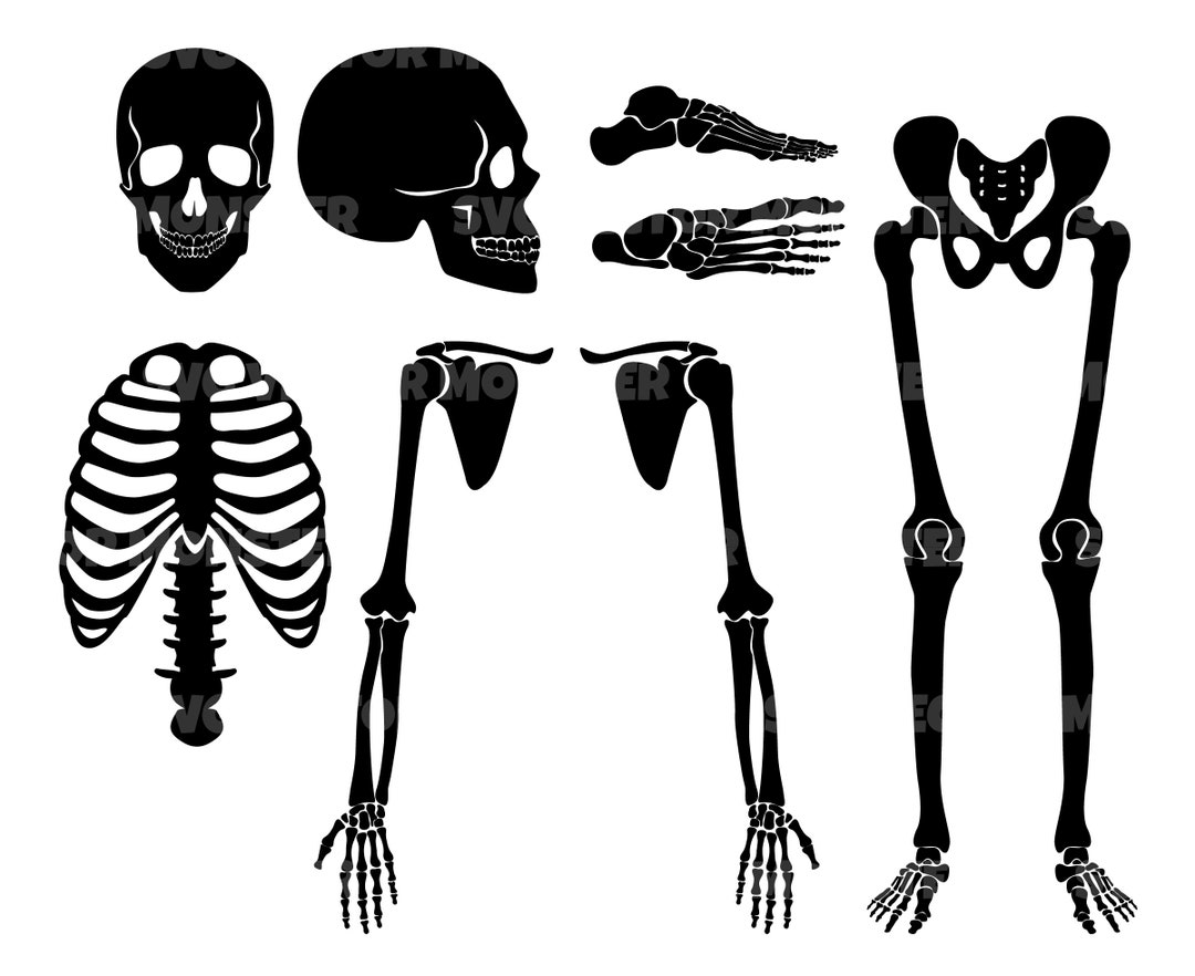Human Skeleton Svg, Bones Svg, Icon Clip Art Svg, Vector Cut File for